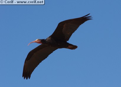 Ibis chauve