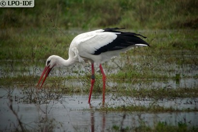 Cigogne blanche