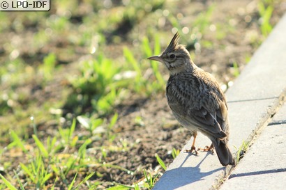 Cochevis huppé