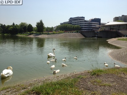 Cygne tuberculé