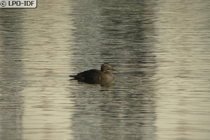Eider à duvet