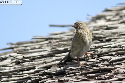 Linotte mélodieuse