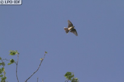 Pipit des arbres