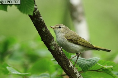 Pouillot de Bonelli