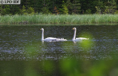 Cygne chanteur