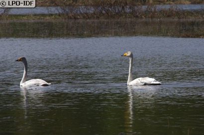 Cygne chanteur