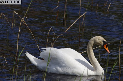 Cygne tuberculé