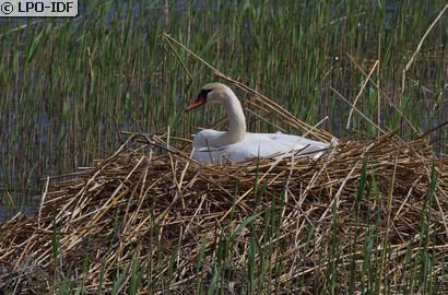 Cygne tuberculé