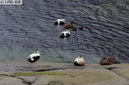 Eider à duvet