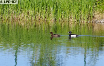 Fuligule morillon