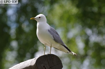 Goéland cendré