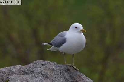 Goéland cendré