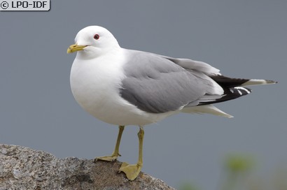 Goéland cendré