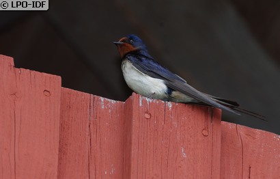 Hirondelle rustique