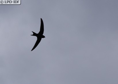 Martinet noir