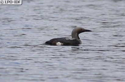 Plongeon arctique