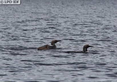Plongeon arctique