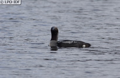 Plongeon arctique