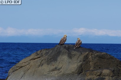 Pygargue à queue blanche