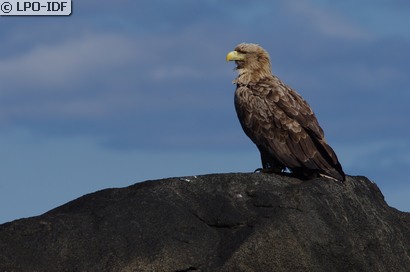 Pygargue à queue blanche