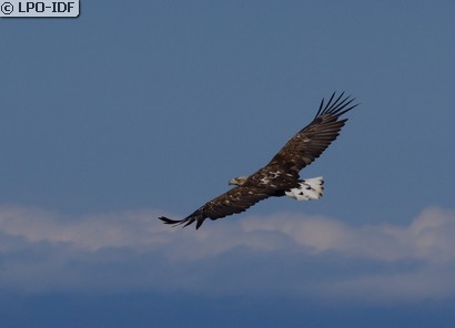 Pygargue à queue blanche