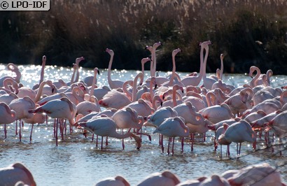 Flamant rose