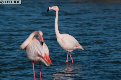 Flamant rose