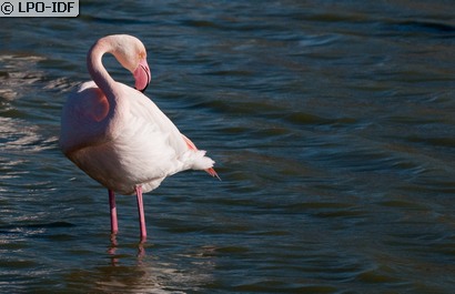 Flamant rose