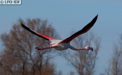 Flamant rose