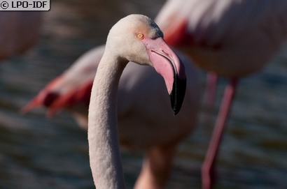 Flamant rose