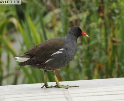 Gallinule poule-d'eau