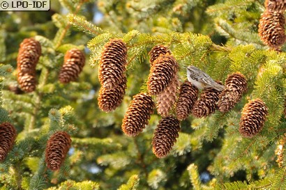 Grimpereau des bois