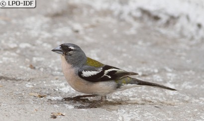 Pinson des arbres