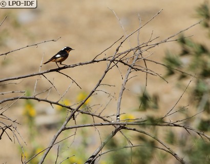 Rougequeue de Moussier