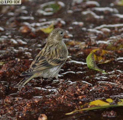 Serin cini