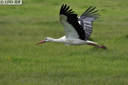 Cigogne blanche