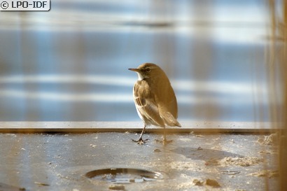 Pipit spioncelle