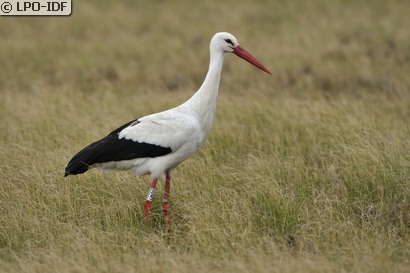 Cigogne blanche