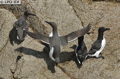 Guillemot de Troïl