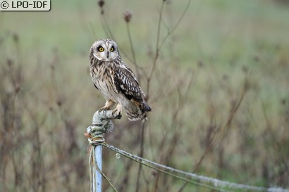 Hibou des marais