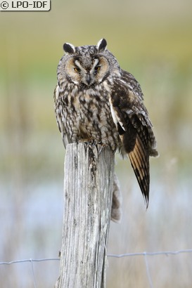 Hibou moyen-duc