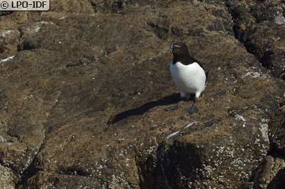 Pingouin torda