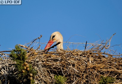 Cigogne blanche