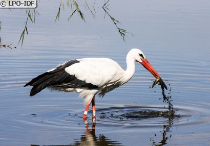 Cigogne blanche