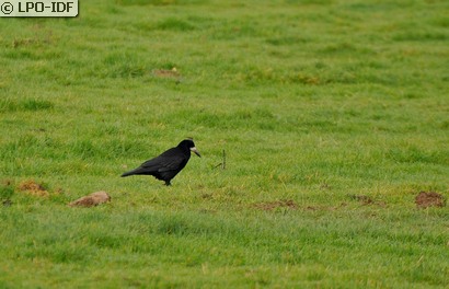 Corbeau freux