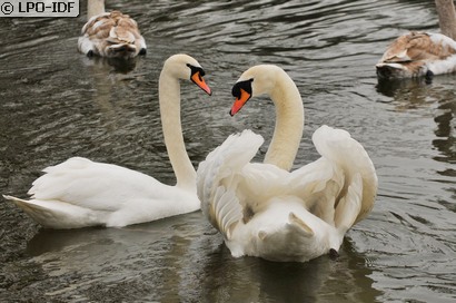 Cygne tuberculé