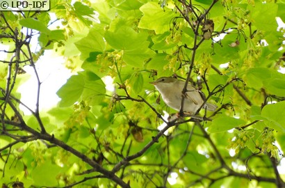 Fauvette grisette