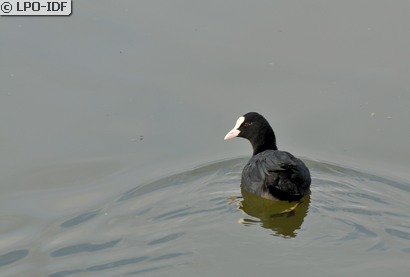 Foulque macroule