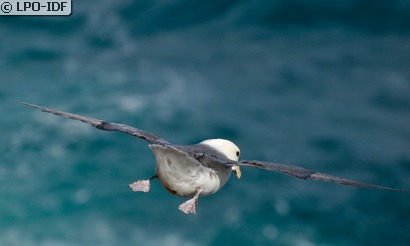 Fulmar boréal