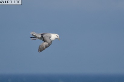 Fulmar boréal